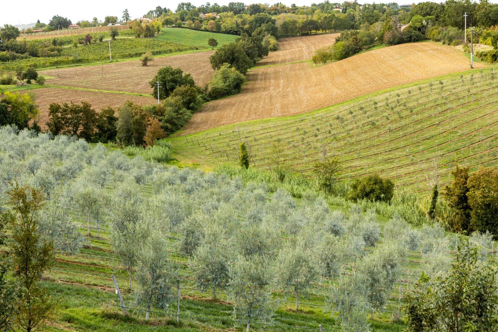 Vakantieboerderij Oliveto Sul *